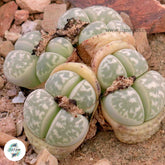 Lithops geyeri / Living stones / 40 seeds